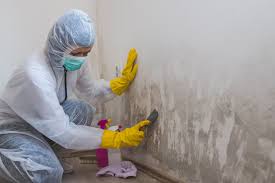 Best Attic Mold Removal in Brookhaven, MS